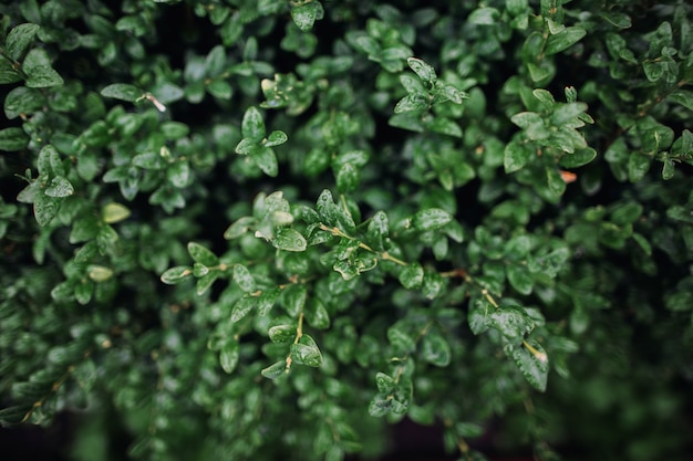 ツゲの植物の葉。緑、背景