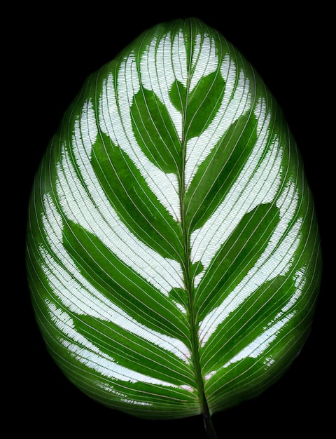 Leaves Calathea ornata pin stripe background black Isolate