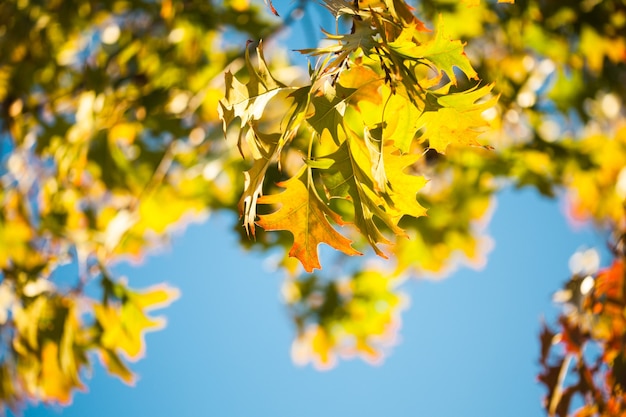 Leaves of Canadian maple tree over blue sky