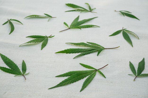 キャンバスに大麻の葉。麻製品。農業技術文化