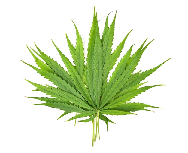 Leaves of Cannabis sativa isolated on white background Top view