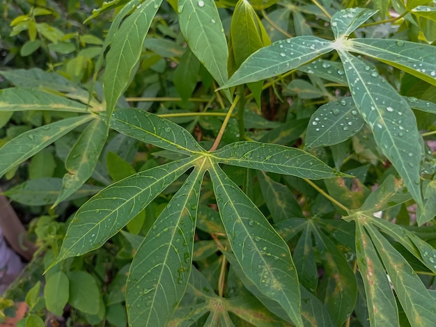 Photo leaves cassava background