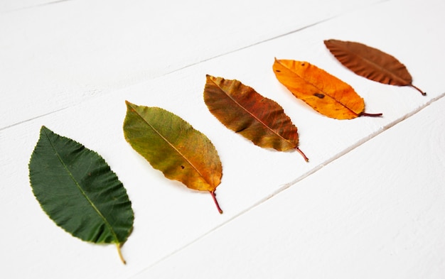 Photo the leaves changing colors from green to brown