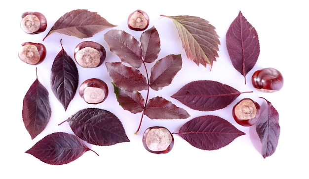 Leaves and chestnuts isolated on white