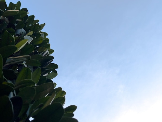 The leaves and clear sky in winter