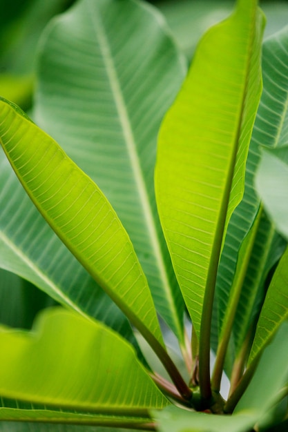 Leaves , close up