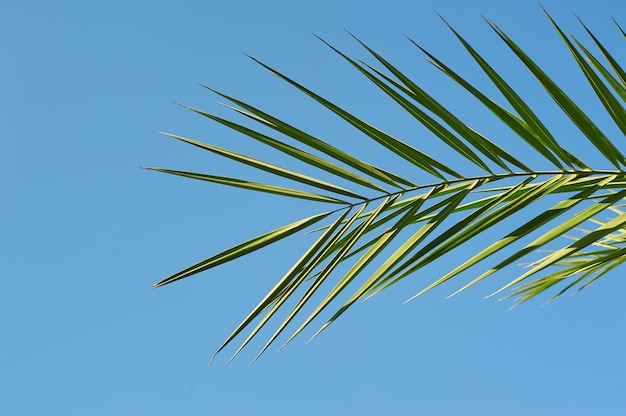 Leaves on coconut branches with blue sky