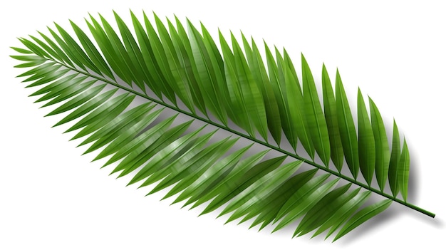 Leaves of coconut or tropical leaf isolated Generative Ai