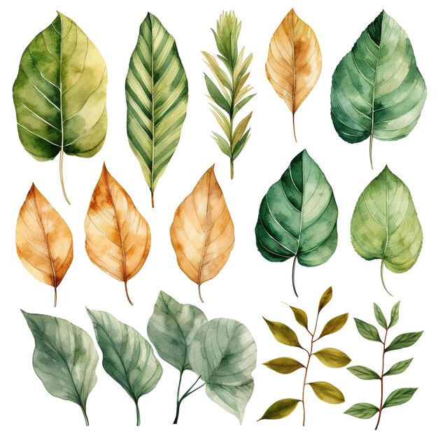 leaves collection illustration set