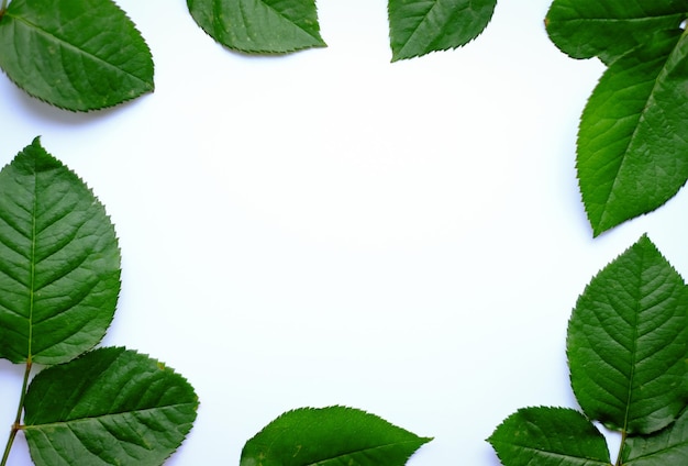 Leaves composition Frame made of green leaves on white background