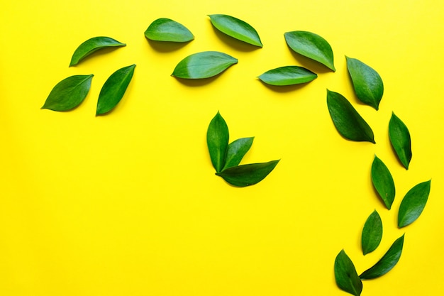 Leaves composition made of ruskus. Flat lay, top view. Summer creative minimal background with tropical leaves. Leaf pattern