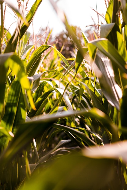 Photo leaves of corn