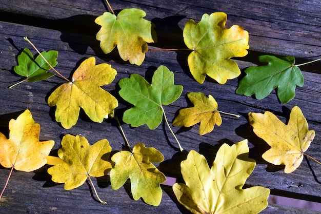 나무 탁자에 단풍이 있는 시골 단풍나무(Acer campestre)의 잎