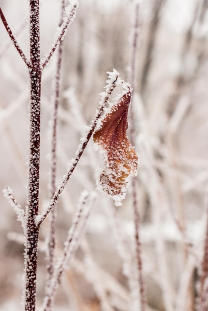 Leaves covered with hoarfrost and snow close up