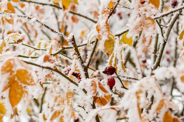 Leaves covered with hoarfrost and snow close up