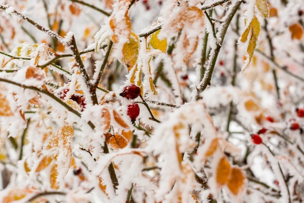 Leaves covered with hoarfrost and snow close up