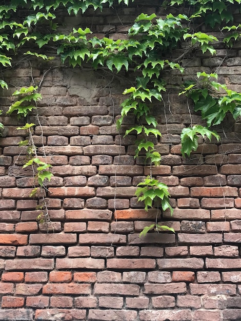 leaves of a creeper on an exposed brick wall