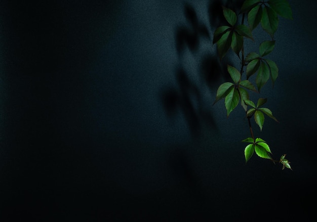 leaves on a dark background