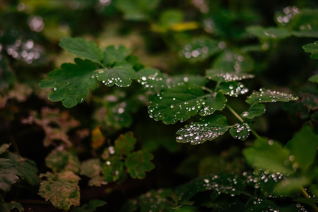 leaves in dew drops toned very peri