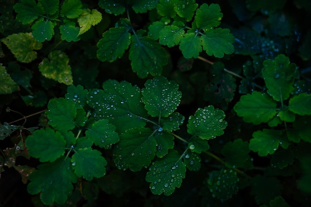 leaves in dew drops toned very peri