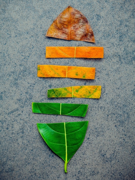 Leaves of different age of jack fruit tree on dark stone background. 