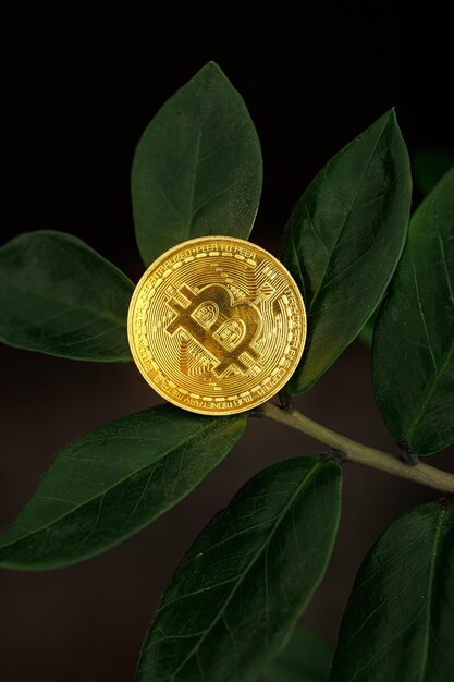 The leaves of the dollar tree plant bear the fruit of a digital bitcoin coin