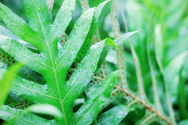 Leaves fern in park.