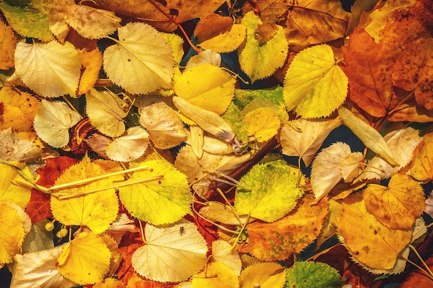 Leaves on field