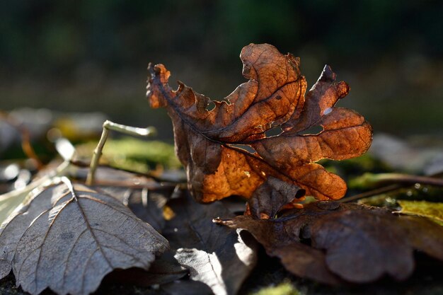 Photo leaves on field