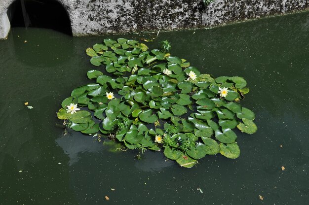 Фото Листья, плавающие на воде.