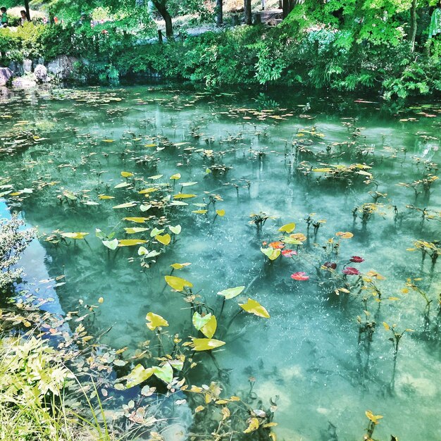 写真 水面に浮かぶ葉