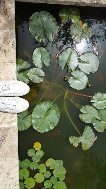 Leaves floating on pond