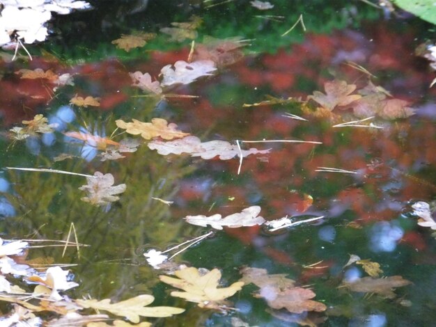 Foto foglie che galleggiano sullo stagno