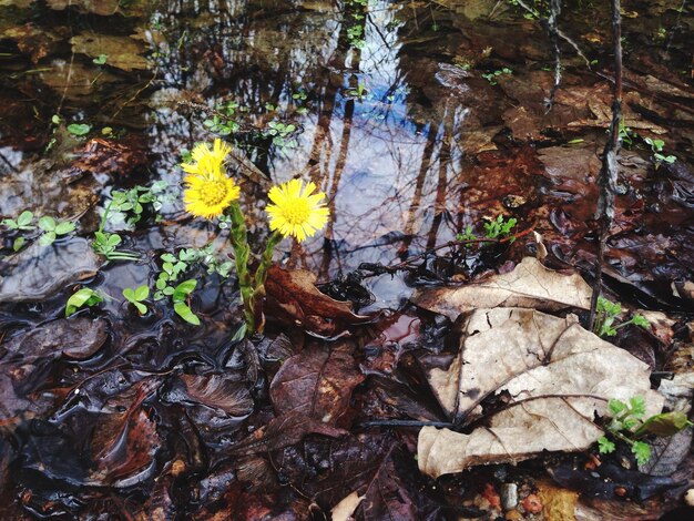 Foto foglie che galleggiano sull'acqua