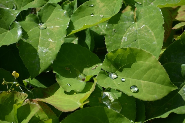 Leaves floating on water