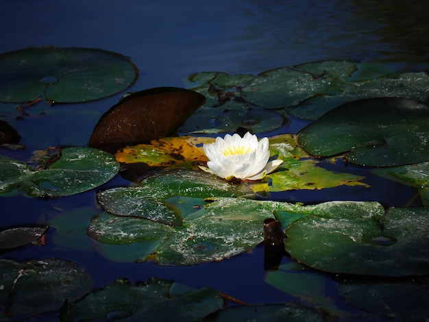 Leaves floating on water