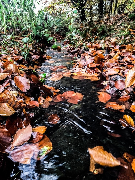 Foto foglie che galleggiano sull'acqua