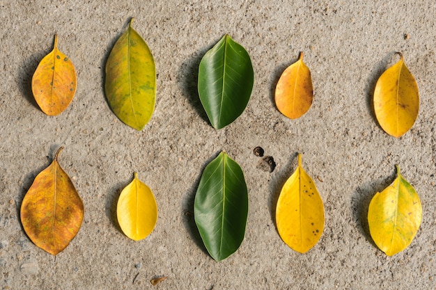 Leaves on the floor are many shapes.