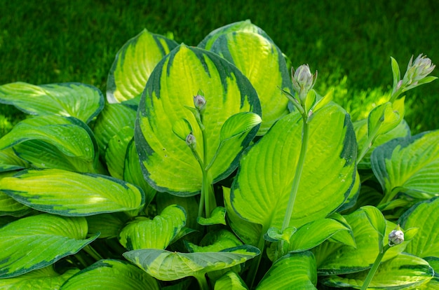 잎과 꽃 정원 hosta 식물.