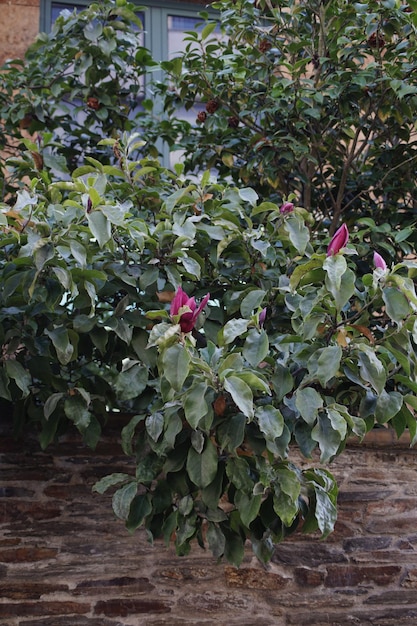 Leaves and flowers of a magnolia tree on a stone wall