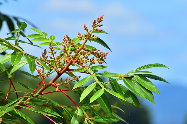 Leaves and flowers of Rhus copallinum with a blue sky