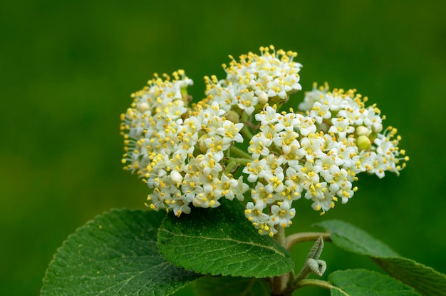 여행자 Viburnum lantana의 잎과 꽃