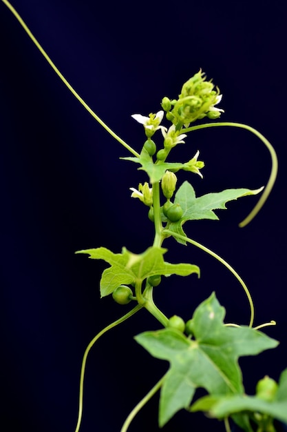 Leaves and flowers of white bryony Bryonia dioica on a black background