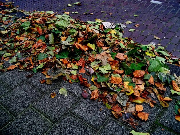 Photo leaves on footpath