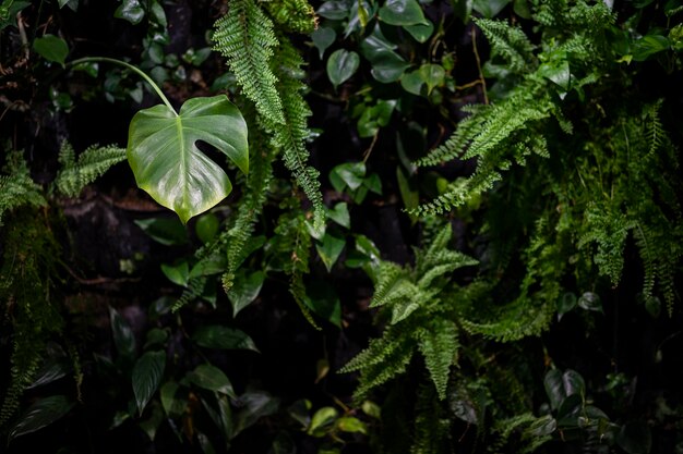 Foto foglie nella foresta con monsterra