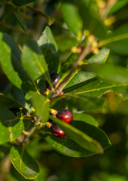 Leaves and fruits of a Laurel tree close-up