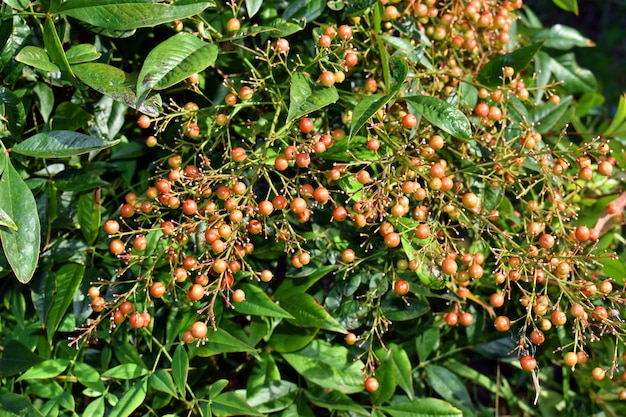 Leaves and fruits of nandina Nandina domestica East Asian plant