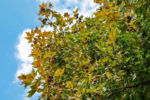 Leaves and fruits of a plane tree, a branch of a sycamore tree with a round sycamore fruit on a background of a blue sky with a cloud.