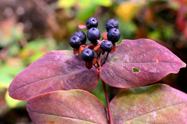 Photo leaves and fruits of the shrubby st johns wort hypericum androsaemum