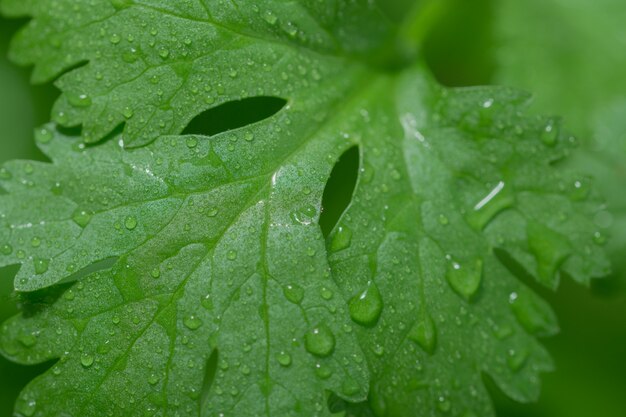 leaves garden leaf green macro nature